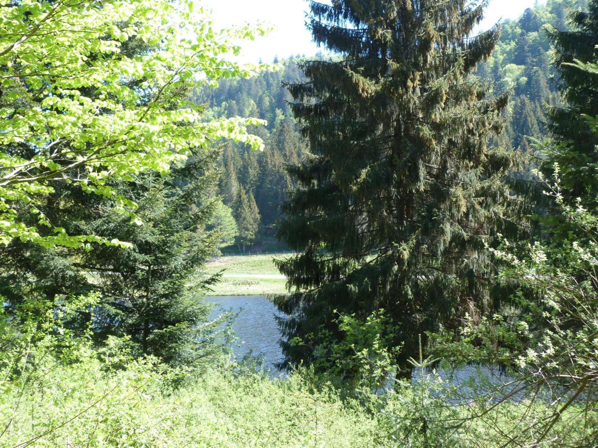 Domaine Des Hauts Viaux La Bresse Luaran gambar